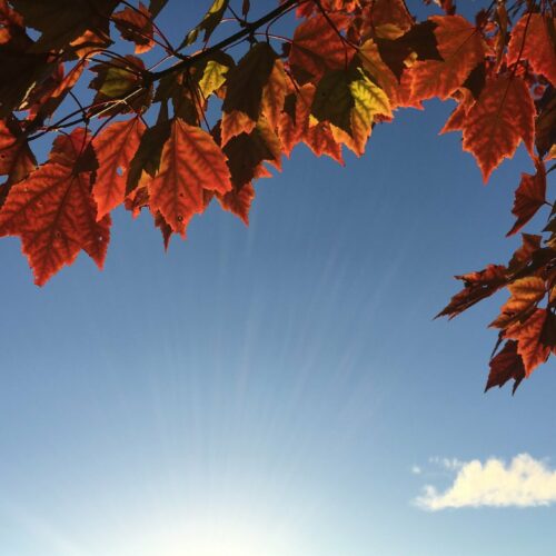Sunny Day