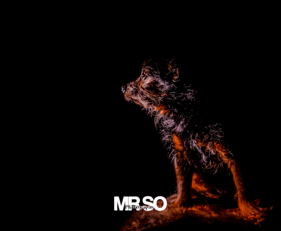 Animaux