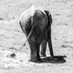 Photo de l'éléphant par mrso.fr photographe animalier, voyage et paysage à Orléans, 45, Loiret et Centre Val de Loire