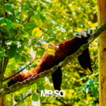 La sieste du panda roux par mrso.fr photographe animalier, voyage et paysage à Orléans, 45, Loiret et Centre Val de Loire