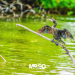 Les oiseaux du Sri Lanka par mrso.fr photographe animalier, voyage et paysage à Orléans, 45, Loiret et Centre Val de Loire