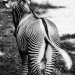 Les zebres par mrso.fr photographe animalier, voyage et paysage à Orléans, 45, Loiret et Centre Val de Loire