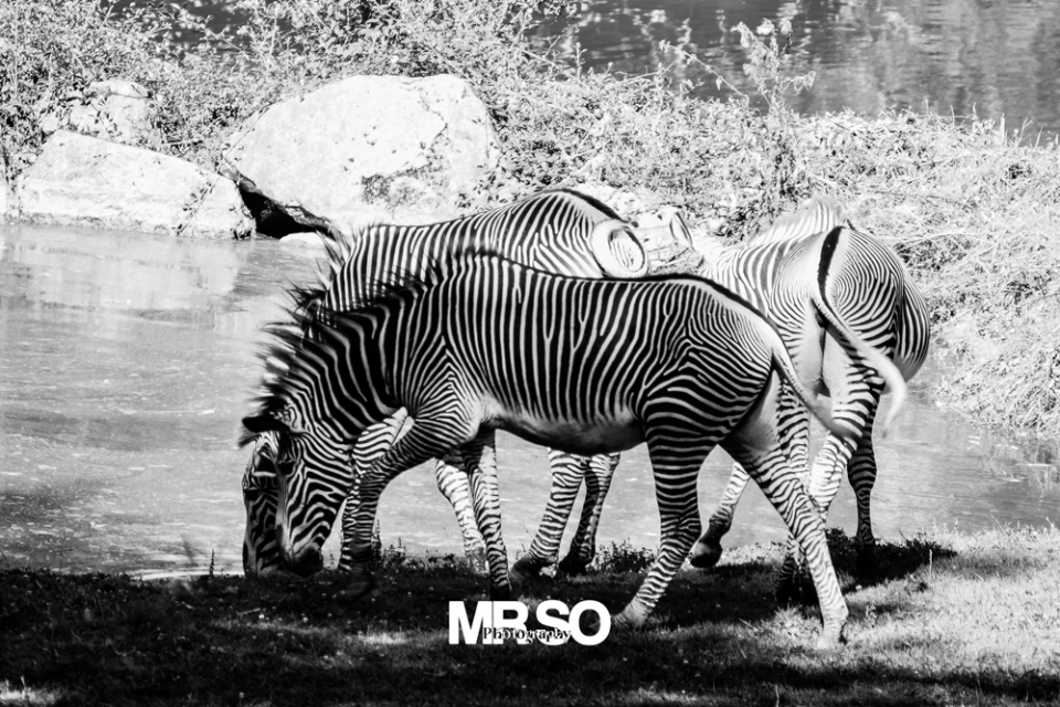 Les zebres par mrso.fr photographe animalier, voyage et paysage à Orléans, 45, Loiret et Centre Val de Loire