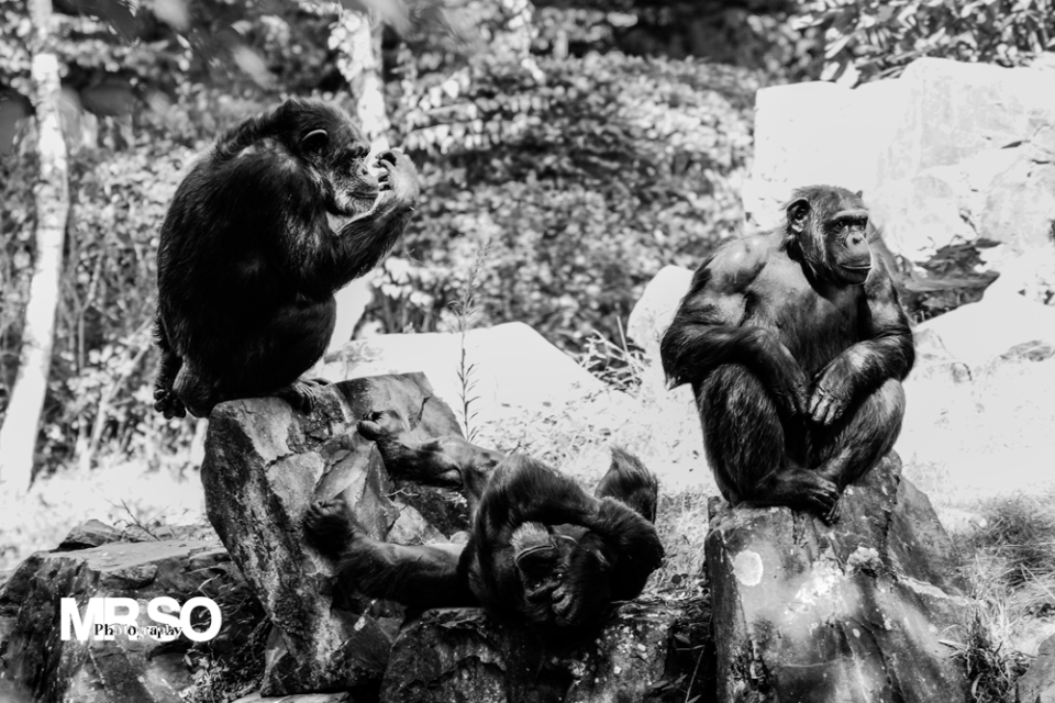 photo des trois singes de la sagesse par mrso.fr photographe animalier, voyage et paysage à Orléans, 45, Loiret et Centre Val de Loire