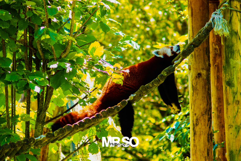 La sieste du panda roux par mrso.fr photographe animalier, voyage et paysage à Orléans, 45, Loiret et Centre Val de Loire