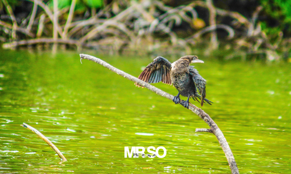 Les oiseaux du Sri Lanka par mrso.fr photographe animalier, voyage et paysage à Orléans, 45, Loiret et Centre Val de Loire