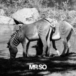 Les zebres par mrso.fr photographe animalier, voyage et paysage à Orléans, 45, Loiret et Centre Val de Loire